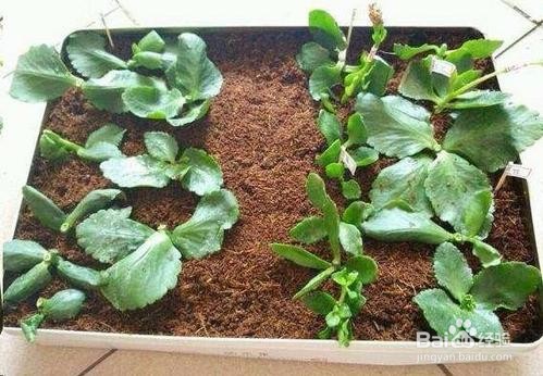 哪些花适合八月扦插?