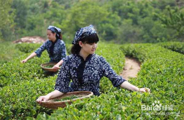 绿茶有哪些营养,对人体有哪些益处