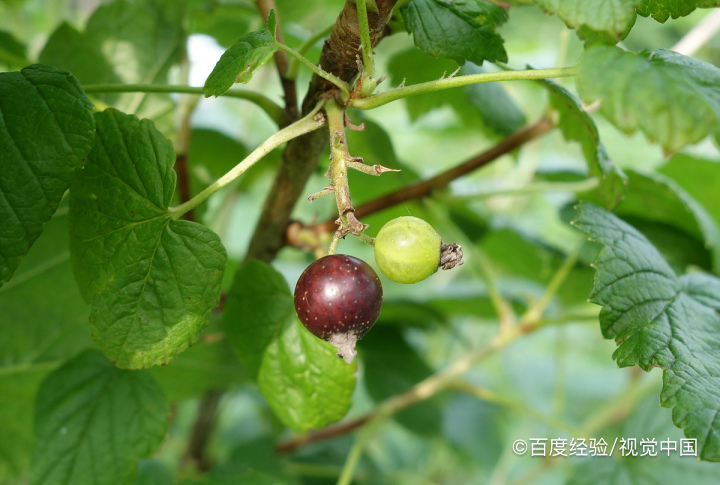 孕期、坐月子能吃黑加仑吗