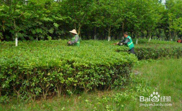 绿化养护怎么收费