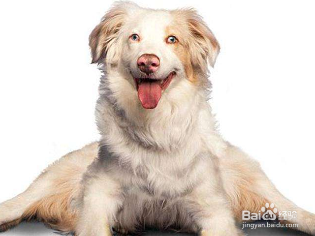 怎样根据狗狗的天性进行训练？