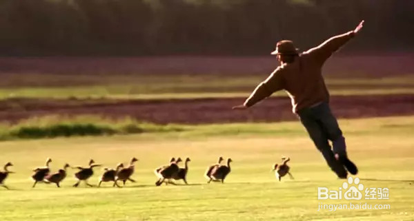 8部关于猫狗萌宠的催泪弹，看到你眼泪流干