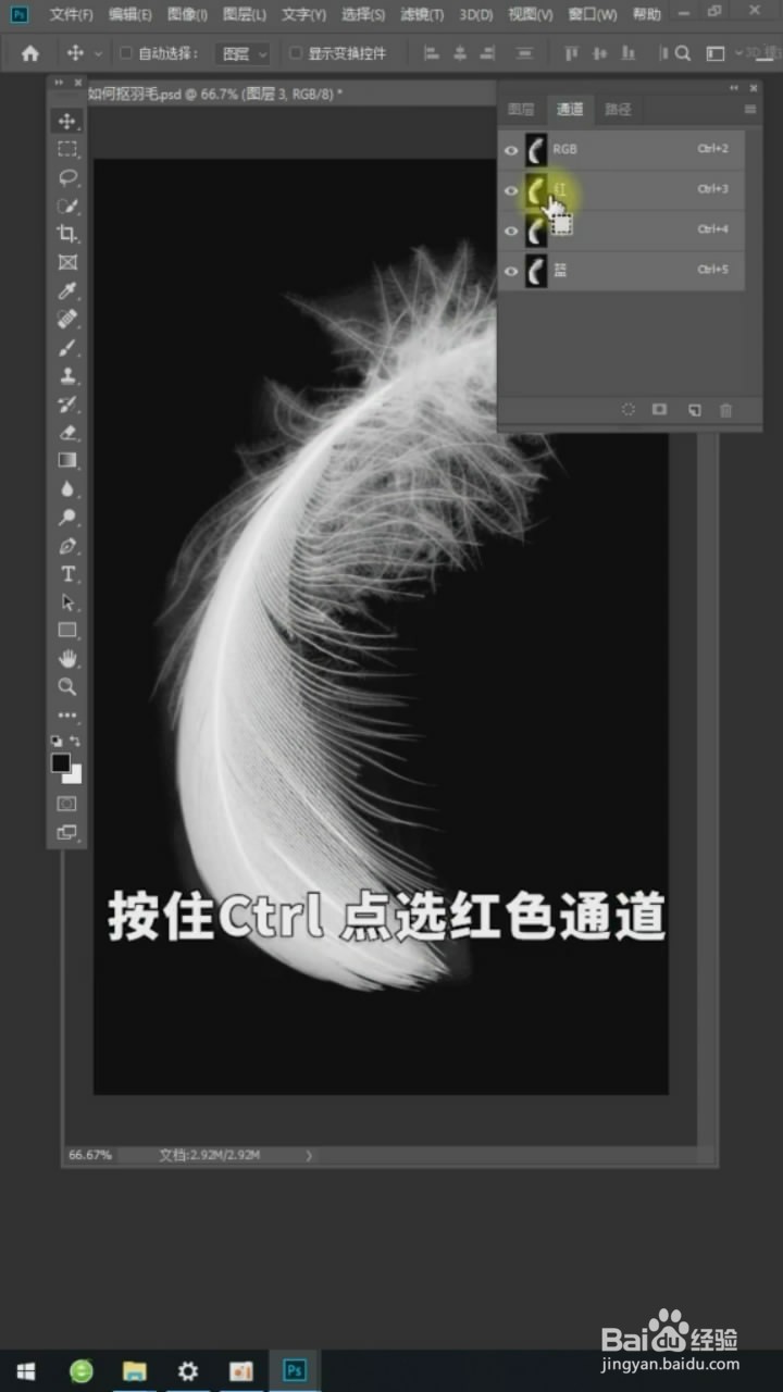 在Ps中如何抠羽毛