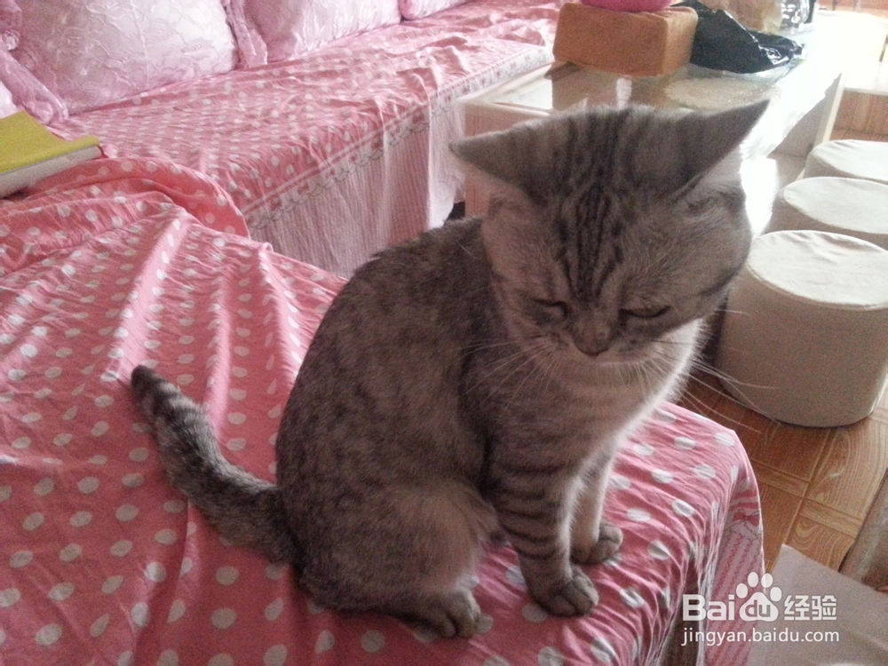 猫猫嘛嘛养猫心得系列：[9]及时医治