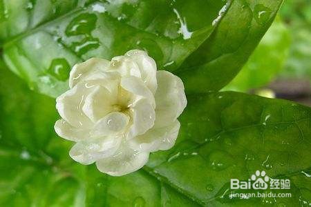 适合夏天养的花