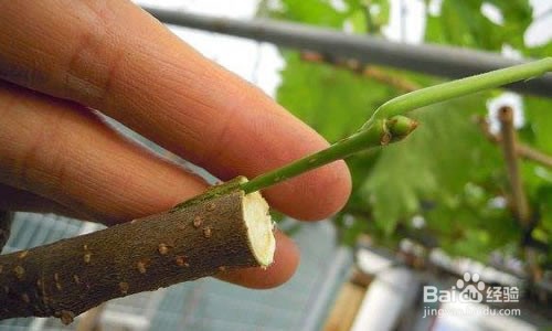 桑树什么时间嫁接？桑树嫁接方法有哪些？