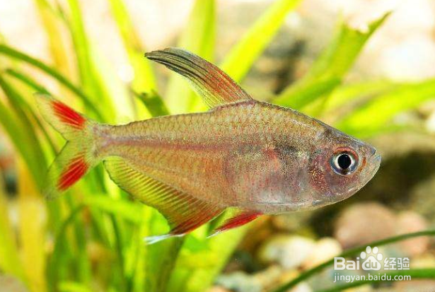 鱼如何在水中沉浮