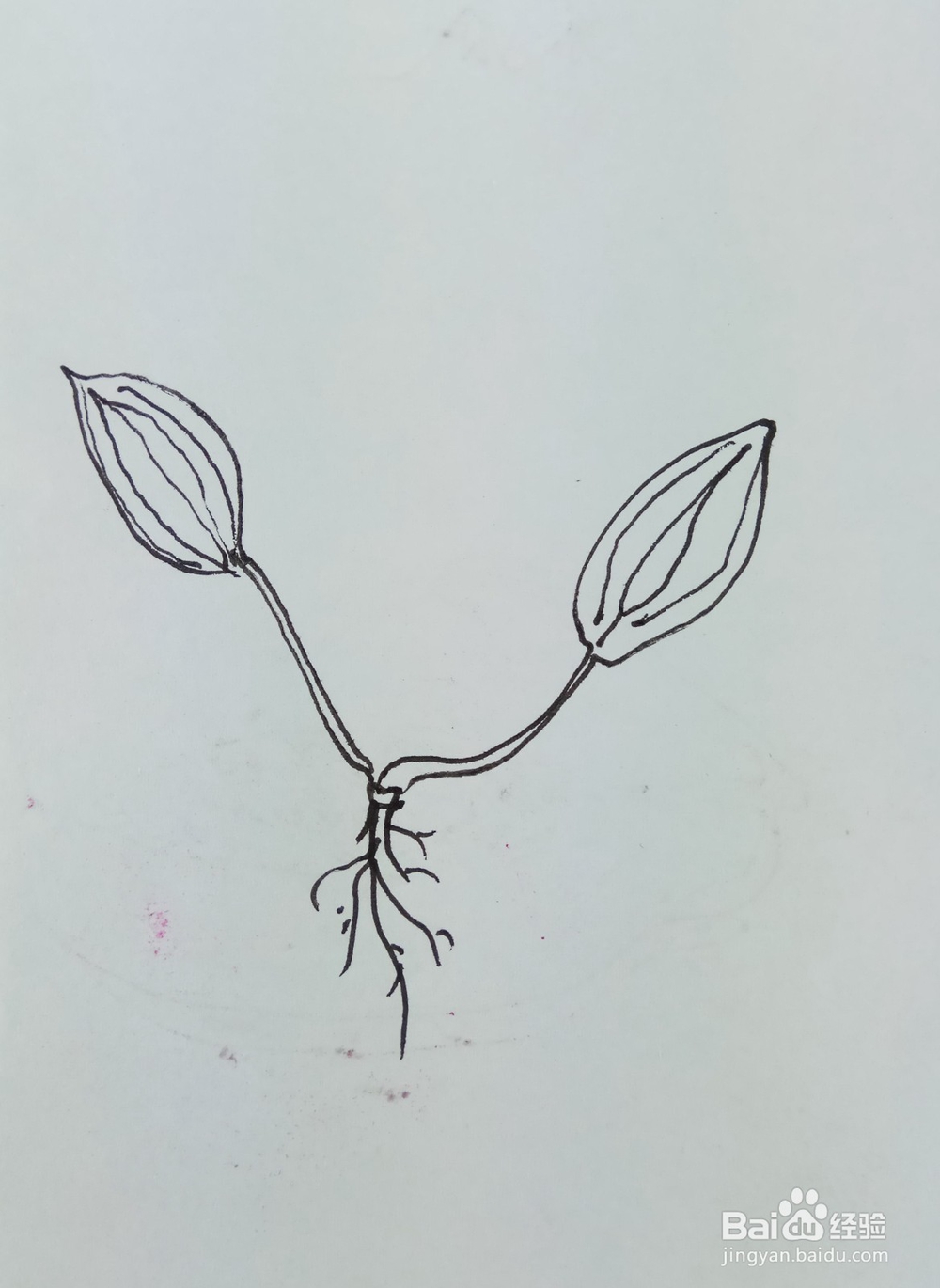 怎样画简笔画“车前草”？