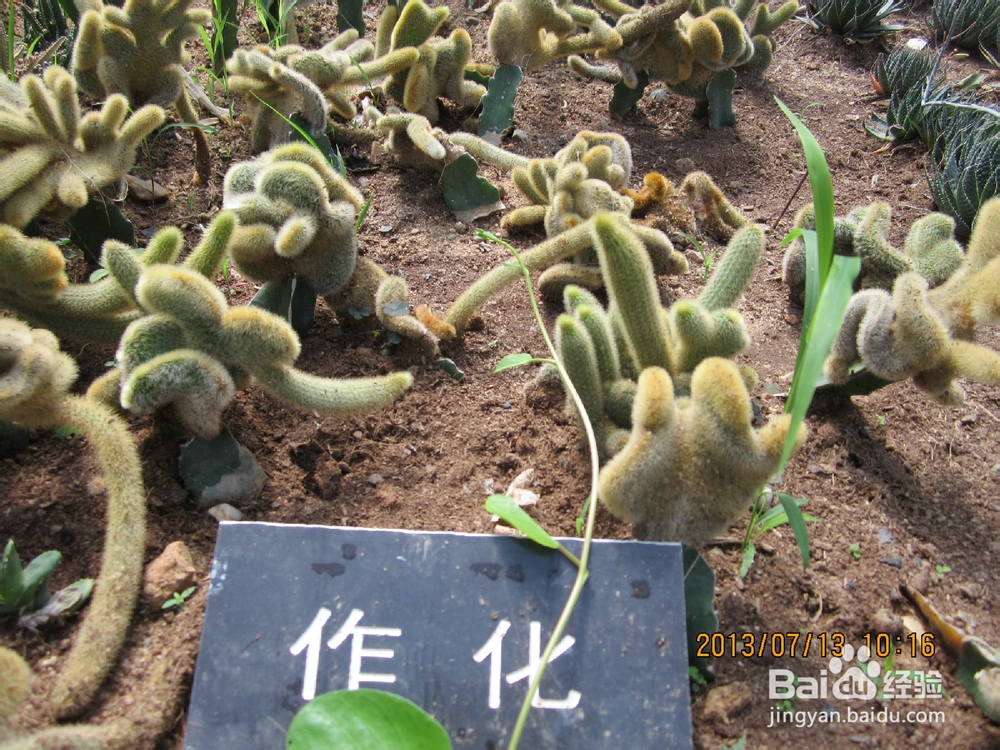 教你认识仙人掌：[3]仙人掌品种大全3