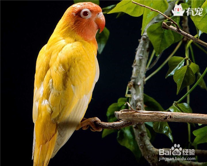 鸟的世界多姿多彩,你偏爱哪一种?