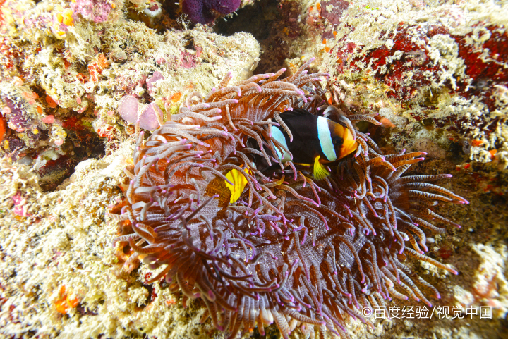 小丑鱼怎么繁殖