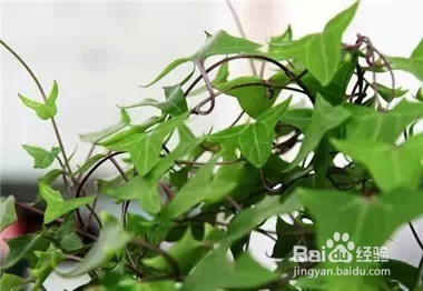 家里常养这些植物 身体会越来越棒