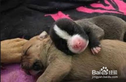 狗狗下崽后怎么照顾