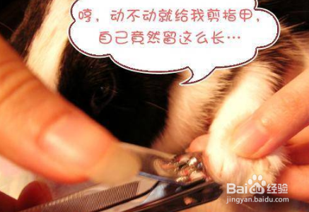 兔子指甲怎么剪