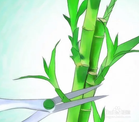 富贵竹怎么养才长得好