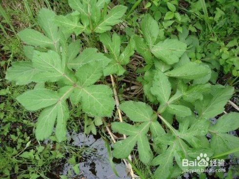植物营养液怎么配