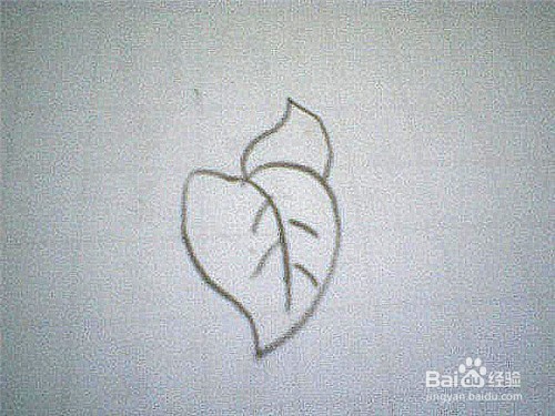 简笔画绿萝叶子这样画