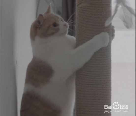 猫毛处理小妙招