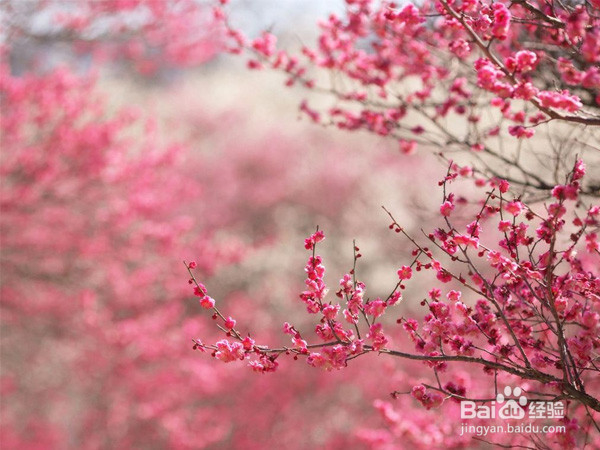 郑州有哪些地方可以赏樱花的？旅游踏青