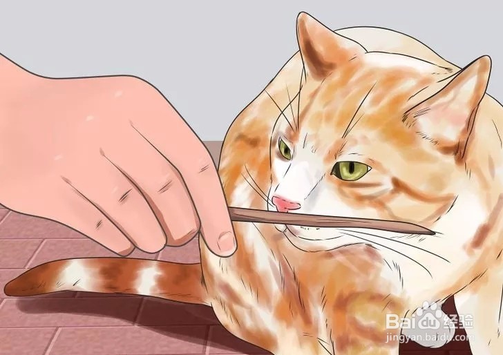 怎样驯服野猫
