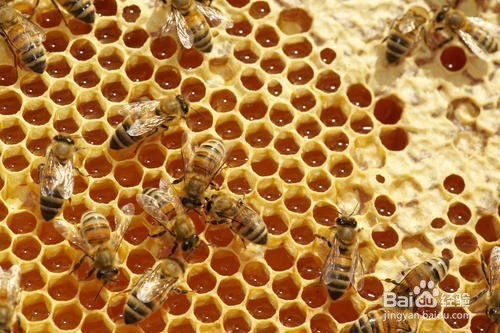 哪些食物没有保质期，越放越好