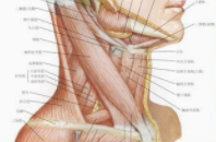 怎么按摩斜角肌