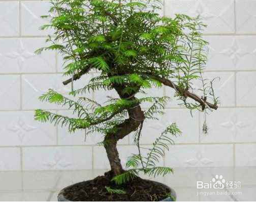 水杉盆景的养殖方法