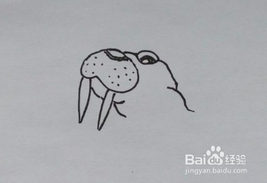 儿童简笔画：如何一步一步画一头海象