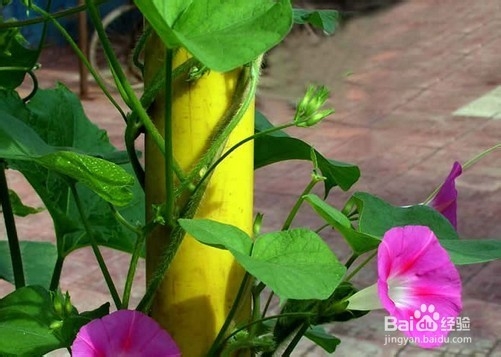 室内的花怎么养