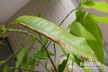 白兰花叶子下垂怎么办