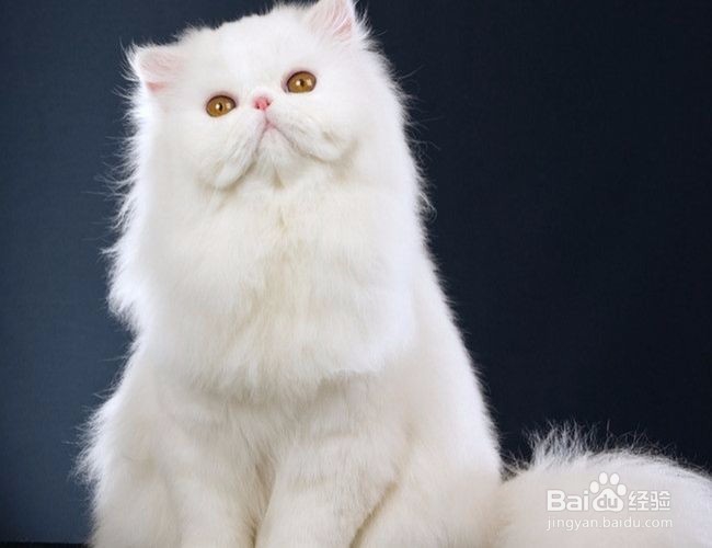 如何判断猫咪是不是真打架