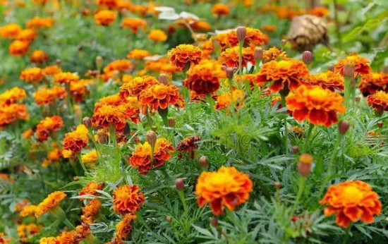 万寿菊是干什么用的