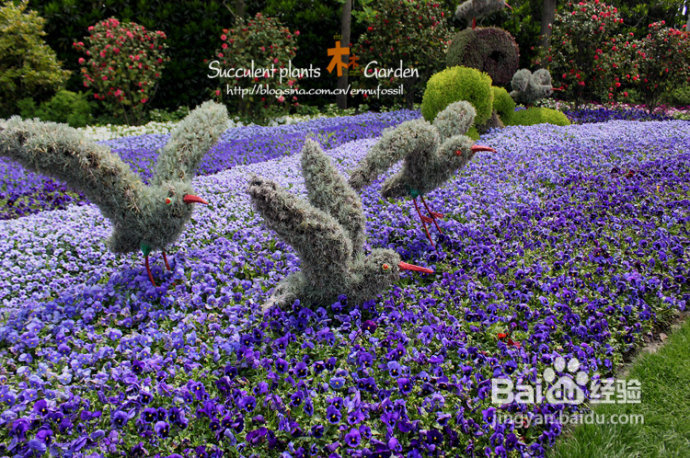 上海植物园（上）