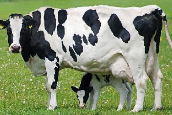 公的小奶牛都怎么处理了？大概卖多少钱一头，好不好收集