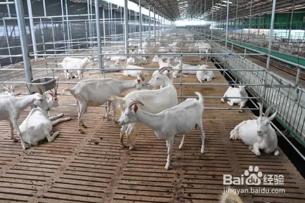 动物养殖场降温方法