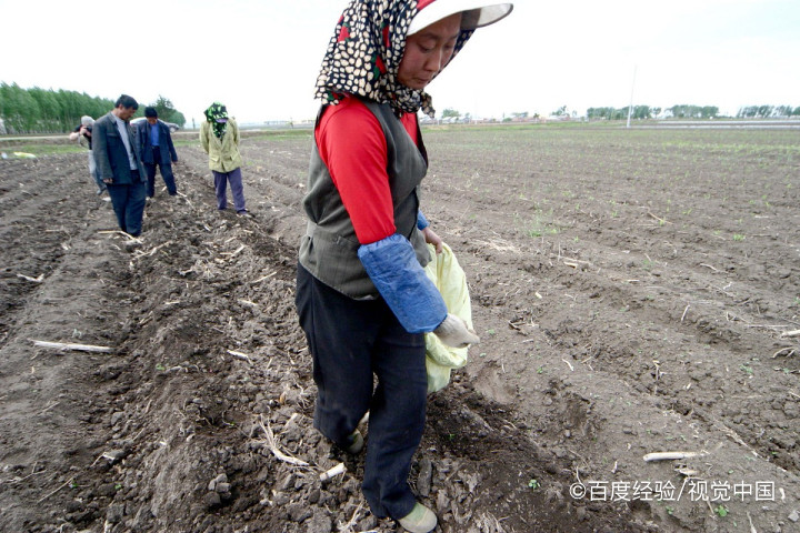 种豆子的方法及过程