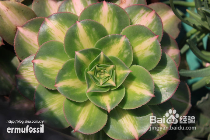 【多肉植物知识】多肉植物中的“缀化-锦-群生”