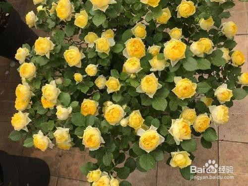 最抗病耐热好养的月季