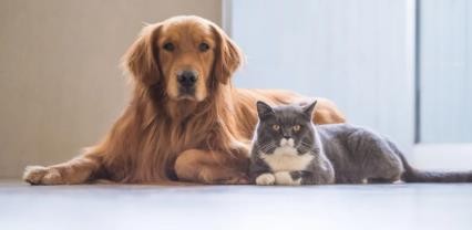 养狗又养猫，狗和猫怎么相处