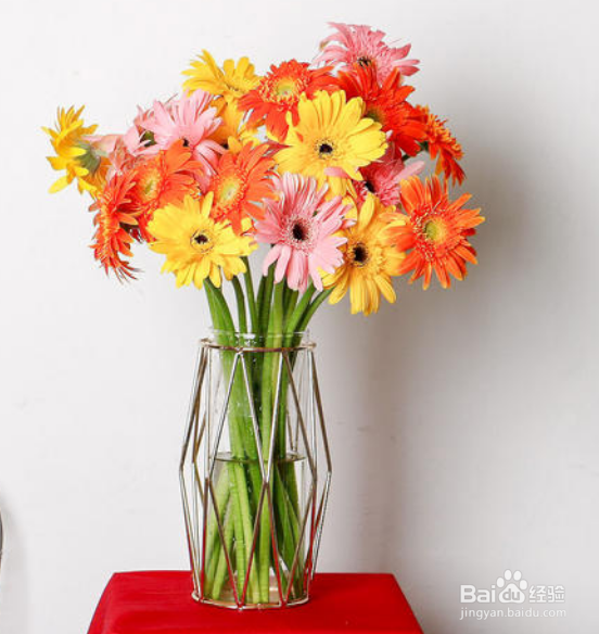 扶郎花怎么水养