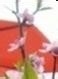 家有主妇妙招无穷49