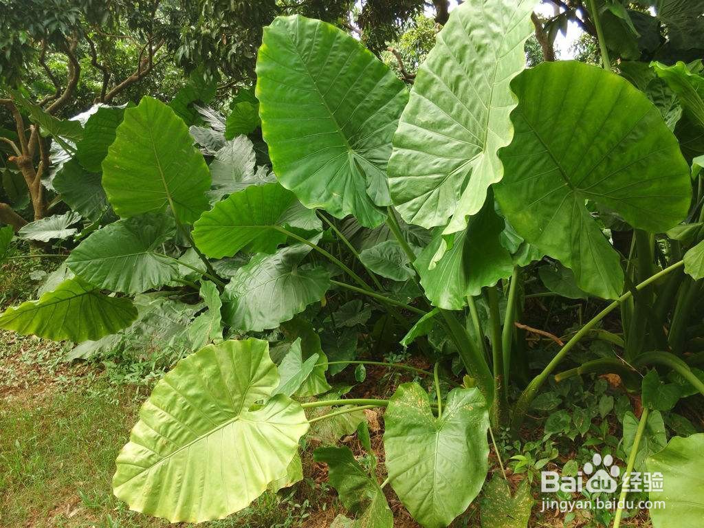 尖尾芋的功效与作用有哪些呢