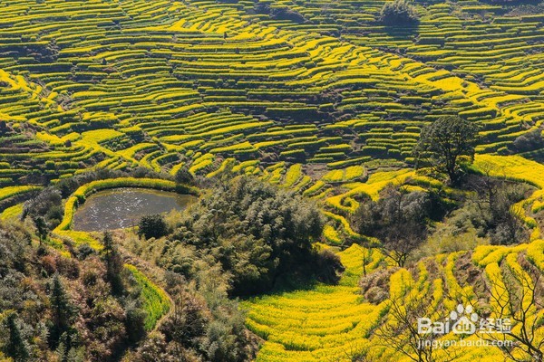 哪里油菜花不好看,为何要去婺源,给你一个答案