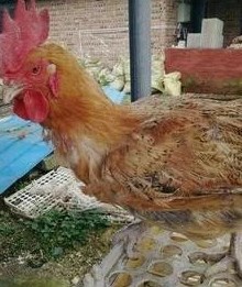 购买肉类食品的小知识