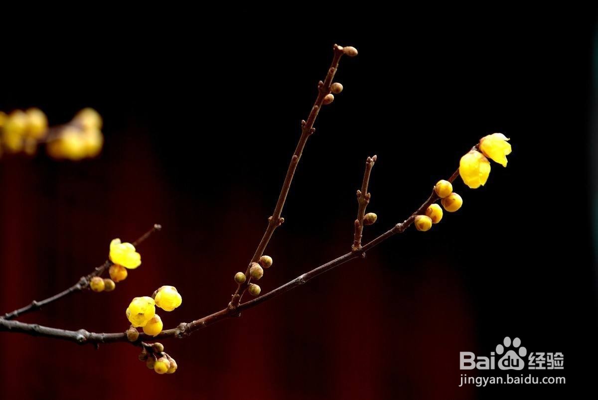 腊梅怎么修剪图解
