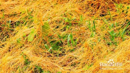 菟丝子怎么根除