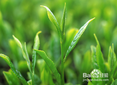 怎么去嘴里的大蒜味呢？