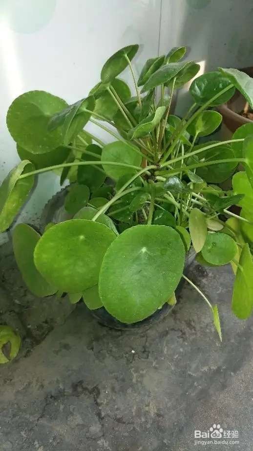 窗户边养盆镇宅花,防盗保平安,小偷进不来