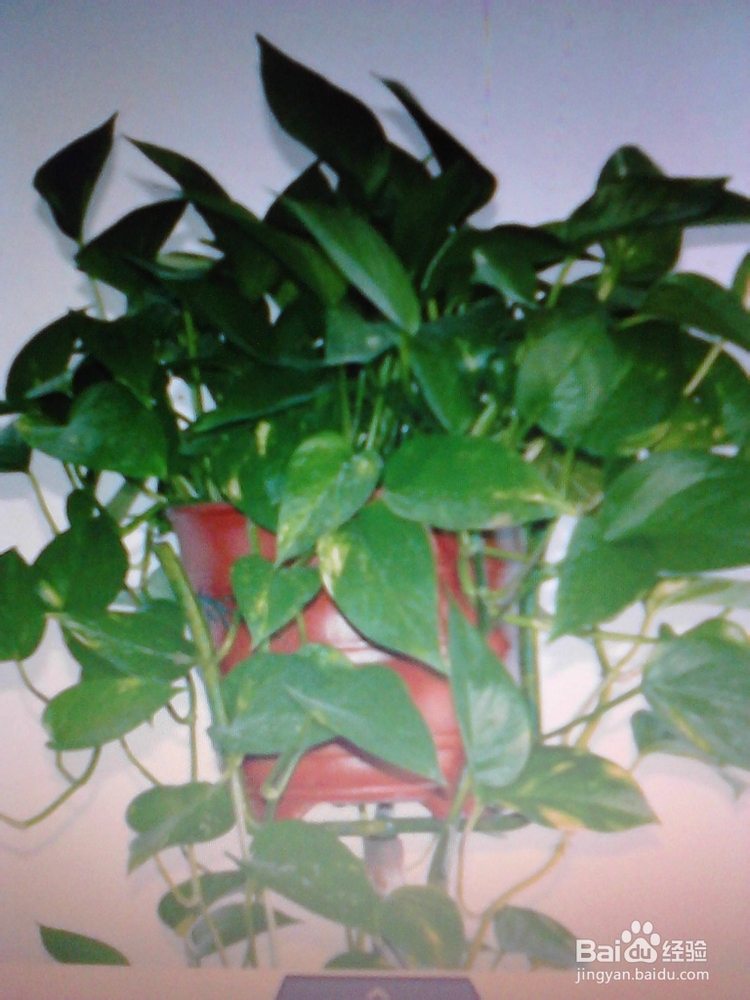 绿萝的养殖与繁殖技巧