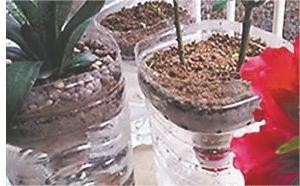 用瓶子做花盆的方法